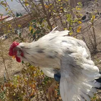 خروس گلین فروشی