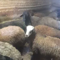 توافقی|حیوانات مزرعه|داران, |دیوار