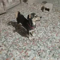 فروش یک عدد سگ پاکوتاه آدرس بستک