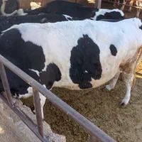 کارگر گاوداری مجرب نیازمندم