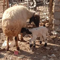 11گوسفندبابره داشتی مالچه