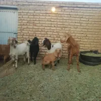 بز پاکستانی زاییده با بزغاله ماده چاق|حیوانات مزرعه|خوسف, |دیوار