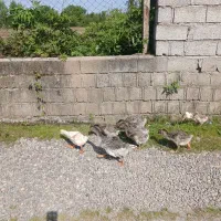 بچه غاز ۲ ماهه