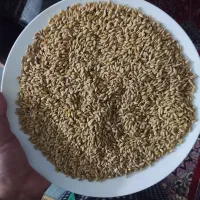 گندم یک تن تمیز