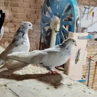 کبوتر زمینی