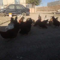 سلام خروس محلی جوان ۳۵ عدد فروش یکجا و تکی|حیوانات مزرعه|هلالی, |دیوار