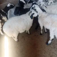 بره نر و ماده