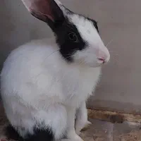 خرگوش