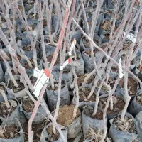 ریشه درختان میوه دار