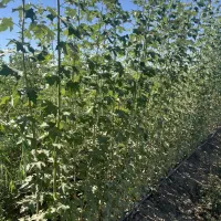 توزیع نهال سنوبر سیاه ریشه لخت و یکساله|خدمات باغبانی و درختکاری|بیلوار, |دیوار