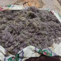 پشموک ر