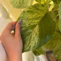 گل پتوس مرمری|گل و گیاه طبیعی|پرند, فاز ۵|دیوار