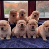 چاوچاو تیپ مختلف (پرورش چاو)