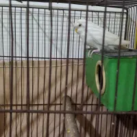 مرغ عشق جفت