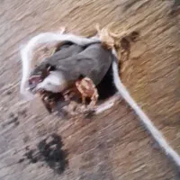 سیم و کابل تمام مس