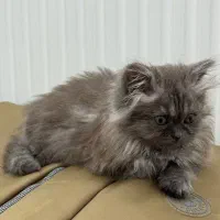 بچه گربه بریتیش|گربه|ارومیه, |دیوار