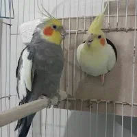 عروس هلندی جفت مولد کارداده