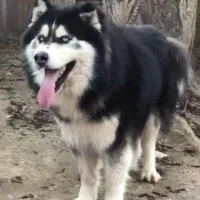 سگ ژرمن شولاین  هاسکی مالاموت پیت بول