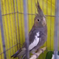 عروس هلندی|پرنده|لاهیجان, کوی خزر|دیوار