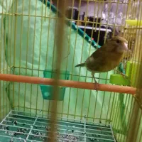 قناری نر جوان