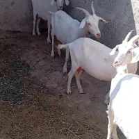 بزسانن|حیوانات مزرعه|ابرکوه, |دیوار