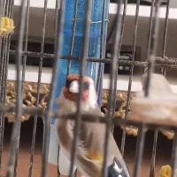 سهره نر جفتی پارسال|پرنده|اندیشه, شهرک مریم|دیوار