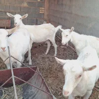 میش بز سانن گوسفند|حیوانات مزرعه|بهمن, |دیوار