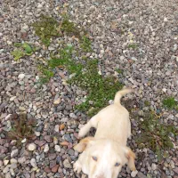 طوله شکاری هاسکی