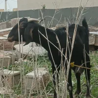 بز ابستن|حیوانات مزرعه|امیدیه, |دیوار