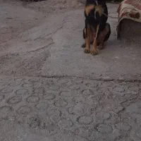 سگ نگهبان|سگ|آبادان, |دیوار