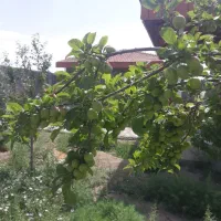 باغ تبرعه دار|فروش خانه و ویلا|اصفهان, براآن شمالی|دیوار