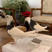 طوقی|پرنده|کرج, فاز ۱ مهرشهر|دیوار