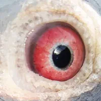 کبوتر سبز سنگی رنگی