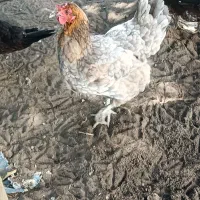 فروش مرغ