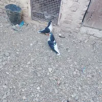 ساده|پرنده|ششطراز, |دیوار