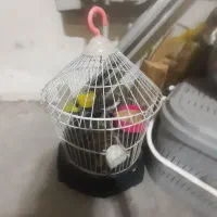 عروس هلندی ماده