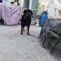 سگ رتوایلر ماده