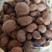 بذر سیب زمینی آگریا همدان ۱۴۰۲