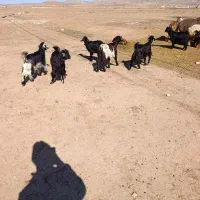 ۴تا کهره ماده سبک چاق