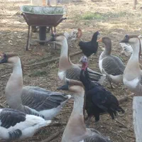 غاز و قوغاز|حیوانات مزرعه|درگز, |دیوار