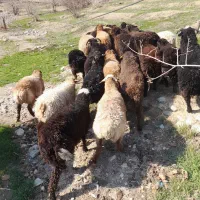 دام در تهران توحید وستارخان انقلاب زنده|حیوانات مزرعه|تهران, توحید|دیوار