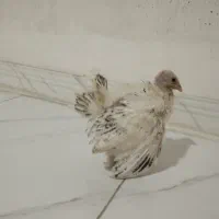 جوجه بوقلمون. و جوجه خروس.