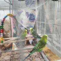 سه عدد مرغ عشق انگلیسی صحیح وسالم|پرنده|زاهدان, |دیوار