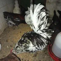 خروس گلین درجه یک