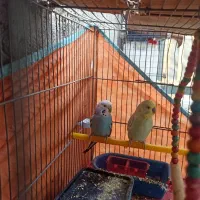 مرغ عشق|پرنده|یاسوج, |دیوار