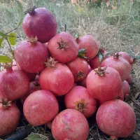 انار اشکفتو 20 تن درجه یک .بیست تن توری