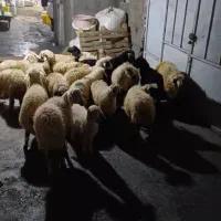 بهترین و کاملترین مجموعه گوسفند زنده گوشت قرمز