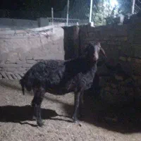 میش افشار .شیشک