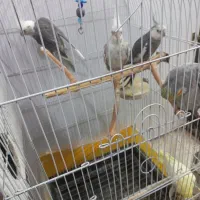 عروس هلندی وایت فیس  نر|پرنده|فردیس, شهرک ارم|دیوار