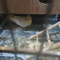 عروس هلندی جفت مولد کار داده تازه با تخم کرده|پرنده|بجنورد, |دیوار